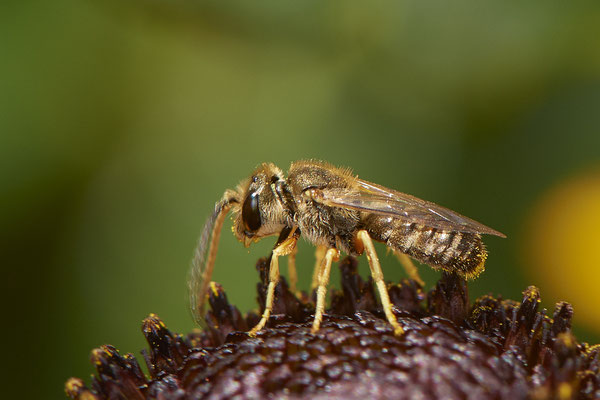 Nr.1050 - Halictus subauratus / Dichtpunktierte Goldfurchenbiene - OB im Garten - 51°31`49.60" 6°50`56.50" - (29.07.2019)