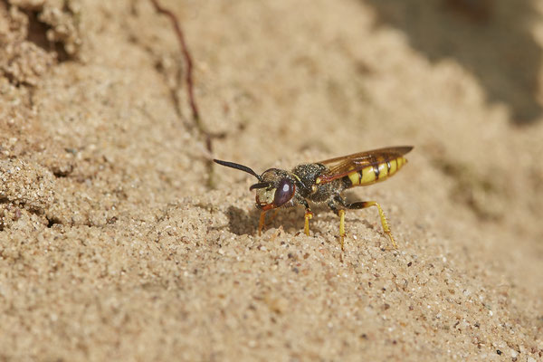 Nr.0888 - Philanthus triangulum / Bienenwolf - beim graben der Brutröhre -  OB LMB - 51°29`11.55" 6°53`53.48" - (27.06.2019)