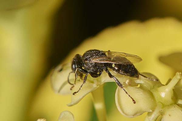 Nr.1025 - Oxybelus uniglumis - OB im Garten - 51°31`49.60" 6°50`56.50" - (29.07.2019)