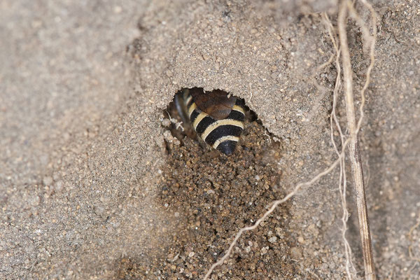 Nr.14/03 - Colletes hederae - Beim graben der Nesthöhle - OB Reinersbachtal: 51.529194, 6.858180 (12.10.2018)