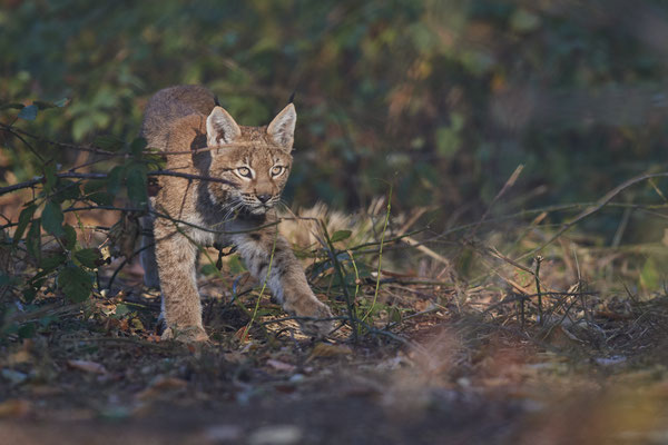 Luchs - 2ter Tag im Biotopwildpark Anholter Schweiz - (22.09.2020)