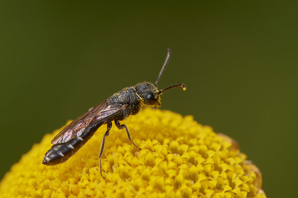 Nr.1039 - Sapygina decemguttata / Zehnpunkt-Keulenwespe - OB im Garten - 51°31`49.60" 6°50`56.50" - (29.07.2019)
