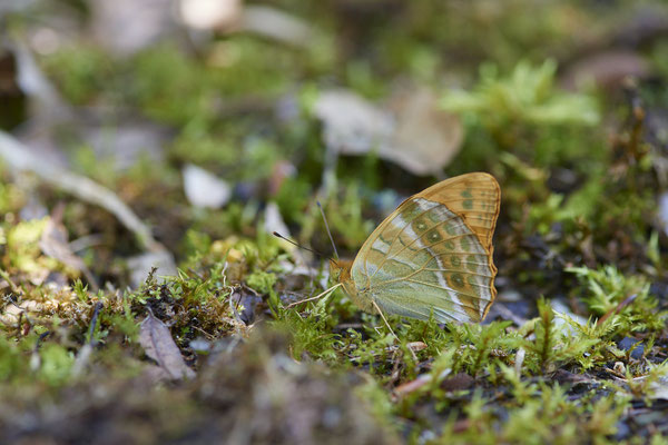 Kaisermantel - Hünxe - (28.06.2022)