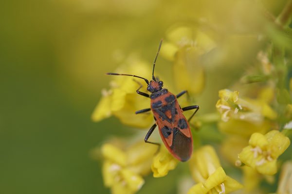 Nr.0420 - Corizus hyoscyami / Zimtwanze - OB Neue Mitte 2 - 51°29`09.65" 6°53`45.26" - (07.05.2019)