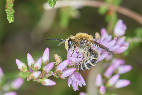 Nr.1144 - Colletes succinctus m / Heidekraut-Seidenbiene - Hünxe Kaninchenberge - 51°37`33.50" 6°41`44.27" - (11.08.2019)