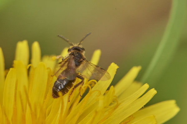 Andrena sp. w ( minutula-Gruppe ) - Bottrop - Heidhofsee, Zum Kletterpoth - 51°36`08.24" 6°52`17.69" - (08.05.2021)