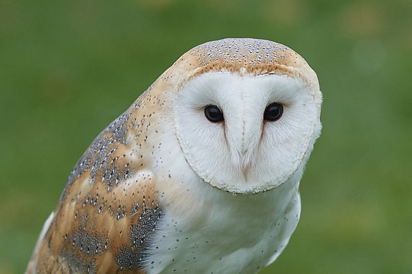 Schleiereule - Heute beim Falkner H. Peschen aus Wesel - (15.12.2018)