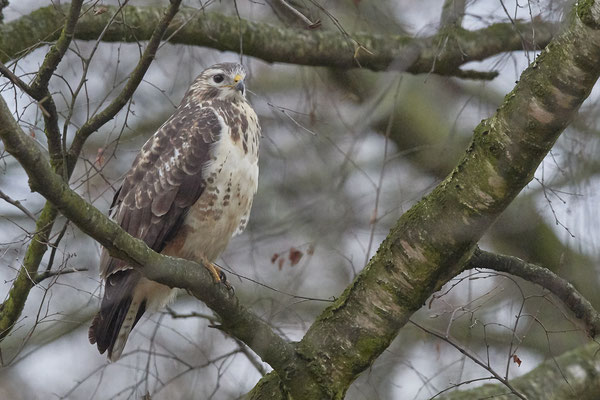 Mäusebussard