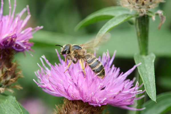 Halictus scabiosae - Garten