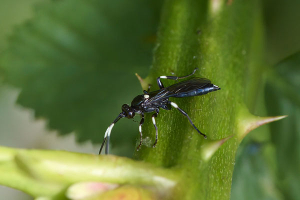 Ichneumoninae indet