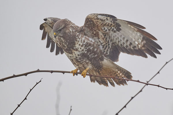 Mäusebussard
