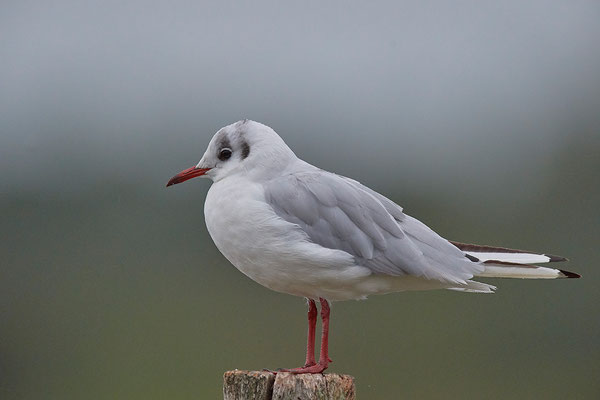 Lachmöwe