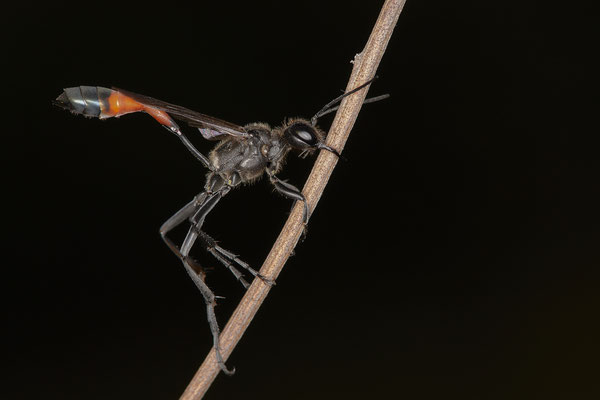 Ammophila sabulosa / Gemeine Sandwespe - WES Drevenacker Dünen - 51°39`02.42"  6°40`43.35" - (19.07.2020)
