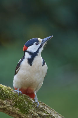 Buntspecht Männchen - Garten - (18.03.2020) 