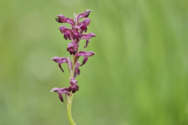 Männliches Knabenkraut