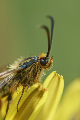 Eselswolfsmilch-Glasflügler - In den Rheinwiesen bei DU-Rheinhausen - (06.05.2022)