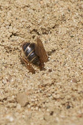 Nr.0348 - Andrena barbilabris - OB LMB - 51°29`11.55" 6°53`53.48" - (30.04.2019)