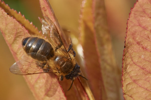 Nr.0002 - Andrena sp m-stylopisiert - OB im Garten - 51°31`49.60" 6°50`56.50" - (27.02.2019)