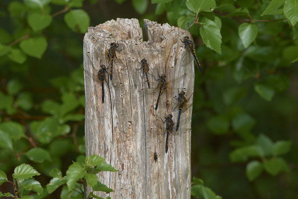 Nordische Moosjungfer
