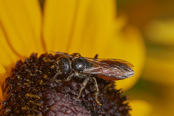 Nr.1040 - Sphecodes sp - OB im Garten - 51°31`49.60" 6°50`56.50" - (29.07.2019)
