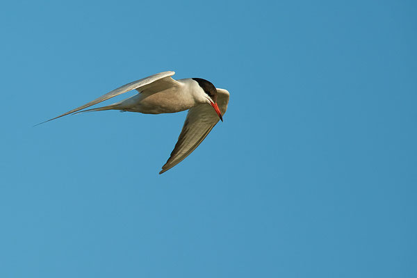 Flussseeschwalbe im Flug
