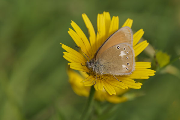 Rostbraunes Wiesenvögelchen