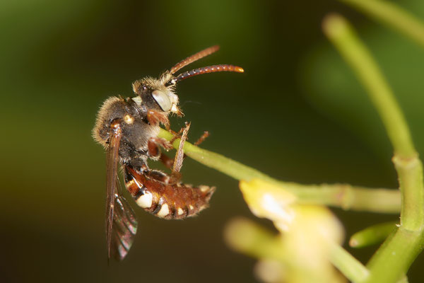 Nr.0324 - Nomada alboguttata - OB Neue Mitte 2 - 51°29`09.65" 6°53`45.26" - (30.04.2019)