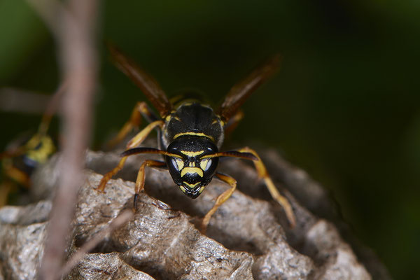 Nr.0697 - Nest 1 - Polistes /  Feldwespe - Gesicht der Königin - OB Neue Mitte 2 - 51°29`17.47" 6°53`51.86" - (16.06.2019)