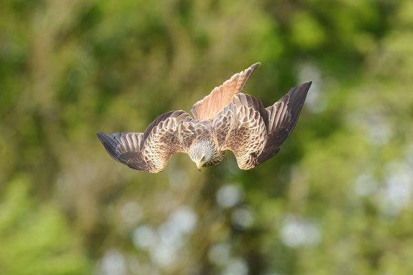 Rotmilan - Sequenz: Sturzflug auf Beute am Boden