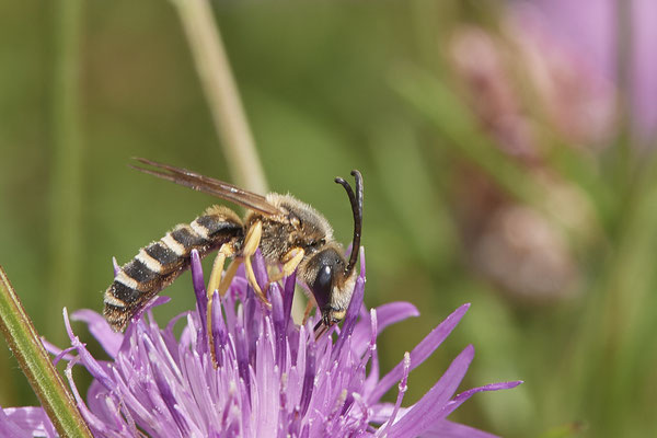 Halictus scabiosae / Gelbbindige-Furchenbiene - Dinslaken Emschermündung - 51°33`52.87" 6°41`48.98" - (13.08.2020)