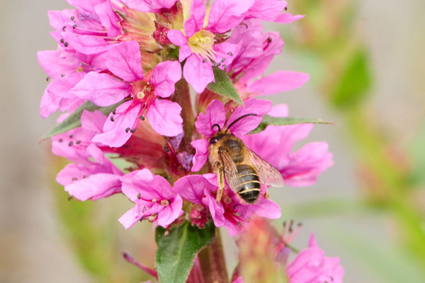 Melitta nigricans