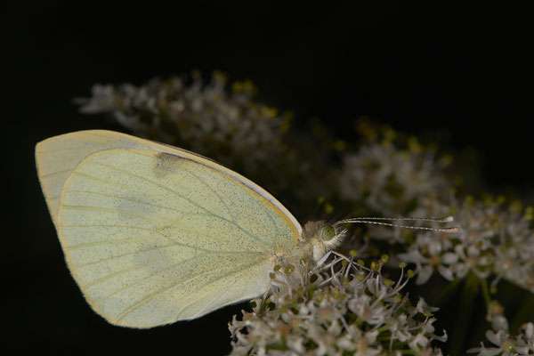 Kohlweißling - OB-Hühnerstraße 42 -(10.07.2020)