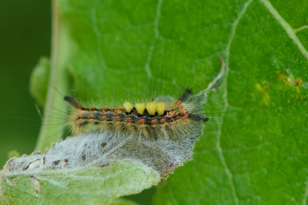 Schlehen-Bürstenspinner - (Urlaub im Allgäu / Bayern vom  08.06. bis 19.06.2025)