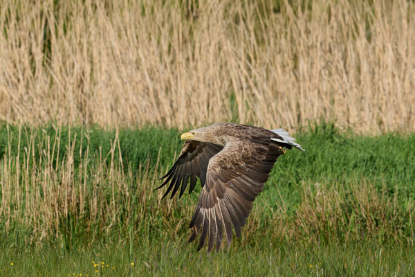 Seeadler