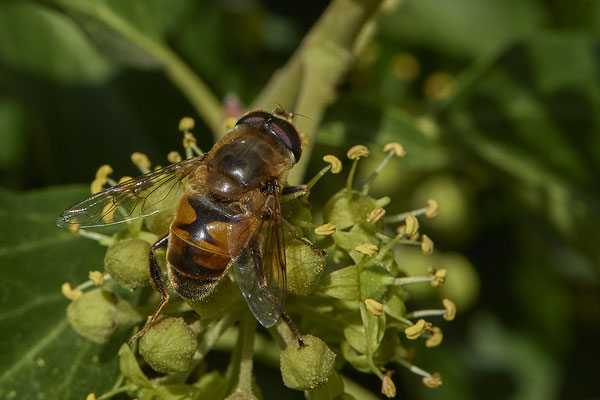 Nr.08/09 - Mistbiene (Eristalis tenax) - OB-Weiherstr. 116 (03.10.2018)
