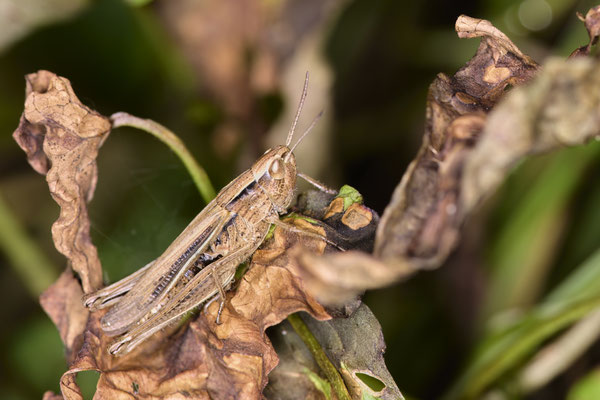 Weißrandiger Grashüpfer