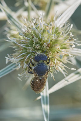 Megachile rotundata - Dinslaken Emschermündung - 51°33`56.26" 6°41`27.74" - (08.08.2020)