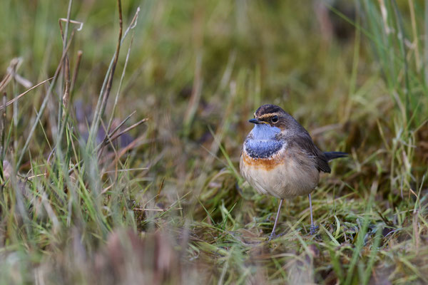 Blaukehlchen