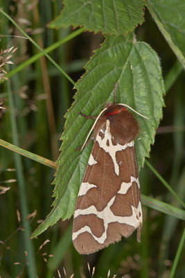 Brauner Bär - Hünxe Gartroper Mühlenbach - Rote Liste BRD - (31.07.2020)
