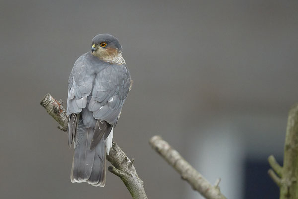 Sperber im Garten - (14.12.2018)