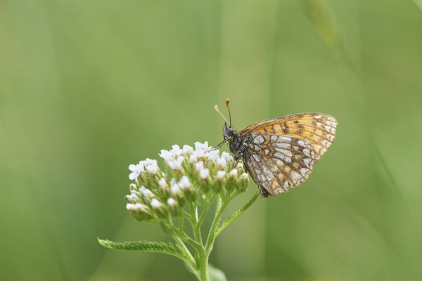 Wachtelweizen-Scheckenfalter - (Urlaub im Allgäu / Bayern vom  08.07. bis 17.07.2022)