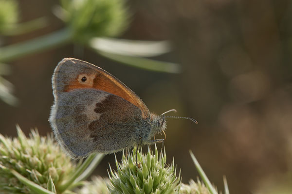 Dinslaken Emschermündung - 51°33`56.26" 6°41`27.74" - (08.08.2020)