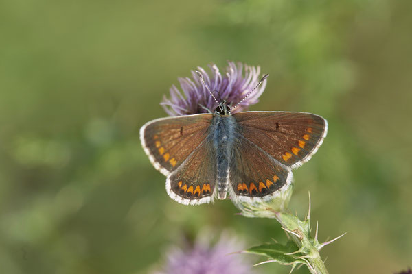 Sonnenröschenbläuling - WES Drevenacker Dünen - (18.07.2020)