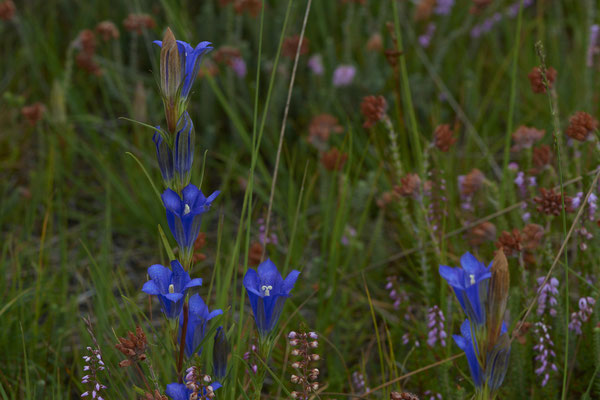 Gentiana pneumonanthe / Lungen-Enzian - Wesel - (11.08.2019) ( In Deutschland stark gefährdet - 3+ durch die Bundesartenschutzverordnung (BArtSchV) besonders geschützt )