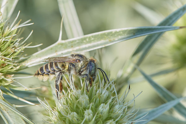 Nr.1237 - Megachile pilidens / Filzzahn-Blattschneiderbiene - DU-Walsum Rheindeich - 51°31`50.66"  6°41`54.13" - (30.08.2019)