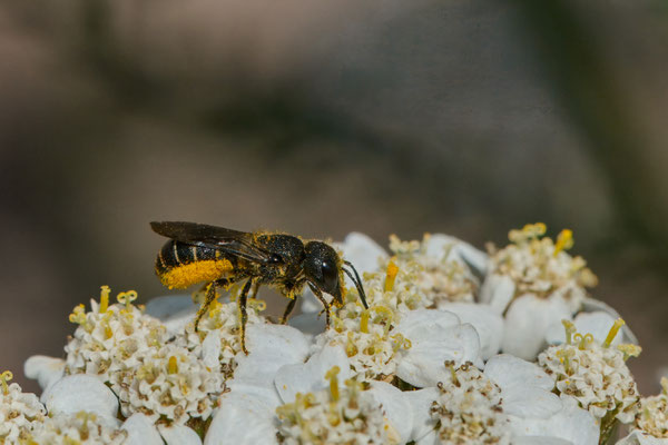 Heriades truncorum