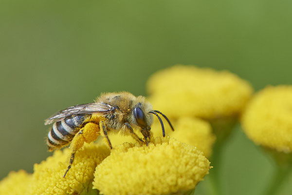 Nr.1121 - Colletes daviesanus / Buckel-Seidenbiene - OB Zeche Sterkrade - 51°31`11.24" 6°50`15.70" - (10.08.2019)