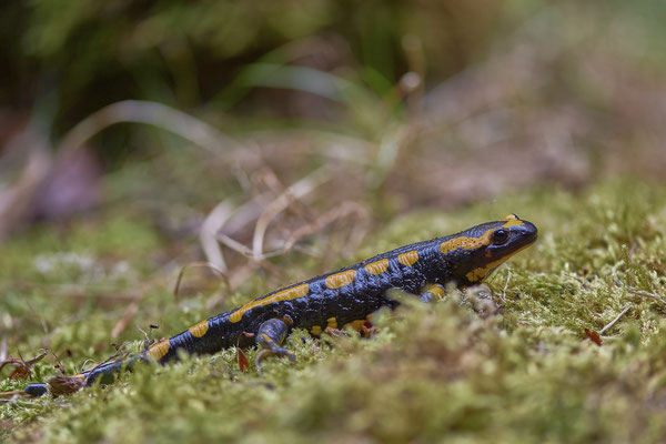 Feuersalamander