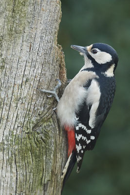 Buntspecht - Weibchen im Garten - (30.10.2019)