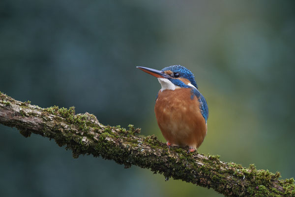 Eisvogelweibchen im Garten - (14.11.2019)